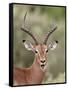 Impala (Aepyceros Melampus) Buck Chewing its Cud, Kruger National Park, South Africa, Africa-James Hager-Framed Stretched Canvas