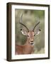 Impala (Aepyceros Melampus) Buck Chewing its Cud, Kruger National Park, South Africa, Africa-James Hager-Framed Photographic Print