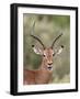 Impala (Aepyceros Melampus) Buck Chewing its Cud, Kruger National Park, South Africa, Africa-James Hager-Framed Photographic Print