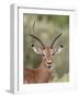 Impala (Aepyceros Melampus) Buck Chewing its Cud, Kruger National Park, South Africa, Africa-James Hager-Framed Photographic Print