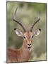 Impala (Aepyceros Melampus) Buck Chewing its Cud, Kruger National Park, South Africa, Africa-James Hager-Mounted Photographic Print