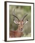 Impala (Aepyceros Melampus) Buck Chewing its Cud, Kruger National Park, South Africa, Africa-James Hager-Framed Photographic Print