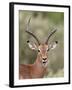 Impala (Aepyceros Melampus) Buck Chewing its Cud, Kruger National Park, South Africa, Africa-James Hager-Framed Photographic Print