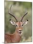 Impala (Aepyceros Melampus) Buck Chewing its Cud, Kruger National Park, South Africa, Africa-James Hager-Mounted Photographic Print