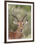 Impala (Aepyceros Melampus) Buck Chewing its Cud, Kruger National Park, South Africa, Africa-James Hager-Framed Photographic Print