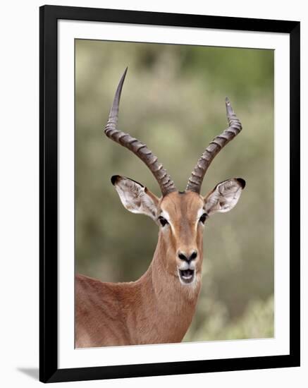 Impala (Aepyceros Melampus) Buck Chewing its Cud, Kruger National Park, South Africa, Africa-James Hager-Framed Photographic Print