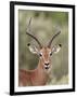 Impala (Aepyceros Melampus) Buck Chewing its Cud, Kruger National Park, South Africa, Africa-James Hager-Framed Photographic Print