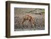 Impala (Aepyceros melampus) buck drinking, Selous Game Reserve, Tanzania, East Africa, Africa-James Hager-Framed Photographic Print