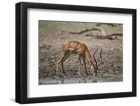 Impala (Aepyceros melampus) buck drinking, Selous Game Reserve, Tanzania, East Africa, Africa-James Hager-Framed Photographic Print