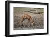 Impala (Aepyceros melampus) buck drinking, Selous Game Reserve, Tanzania, East Africa, Africa-James Hager-Framed Photographic Print