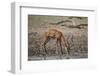 Impala (Aepyceros melampus) buck drinking, Selous Game Reserve, Tanzania, East Africa, Africa-James Hager-Framed Photographic Print