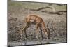 Impala (Aepyceros melampus) buck drinking, Selous Game Reserve, Tanzania, East Africa, Africa-James Hager-Mounted Photographic Print