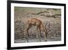 Impala (Aepyceros melampus) buck drinking, Selous Game Reserve, Tanzania, East Africa, Africa-James Hager-Framed Photographic Print