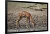 Impala (Aepyceros melampus) buck drinking, Selous Game Reserve, Tanzania, East Africa, Africa-James Hager-Framed Photographic Print