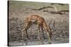 Impala (Aepyceros melampus) buck drinking, Selous Game Reserve, Tanzania, East Africa, Africa-James Hager-Stretched Canvas