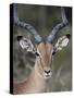 Impala (Aepyceros Melampus) Buck, Kruger National Park, South Africa, Africa-James Hager-Stretched Canvas
