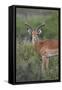 Impala (Aepyceros Melampus) Buck, Serengeti National Park, Tanzania, East Africa, Africa-James Hager-Framed Stretched Canvas