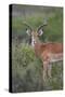 Impala (Aepyceros Melampus) Buck, Serengeti National Park, Tanzania, East Africa, Africa-James Hager-Stretched Canvas