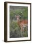 Impala (Aepyceros Melampus) Buck, Serengeti National Park, Tanzania, East Africa, Africa-James Hager-Framed Photographic Print