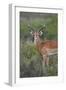 Impala (Aepyceros Melampus) Buck, Serengeti National Park, Tanzania, East Africa, Africa-James Hager-Framed Photographic Print