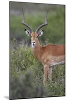 Impala (Aepyceros Melampus) Buck, Serengeti National Park, Tanzania, East Africa, Africa-James Hager-Mounted Photographic Print