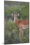 Impala (Aepyceros Melampus) Buck, Serengeti National Park, Tanzania, East Africa, Africa-James Hager-Mounted Photographic Print