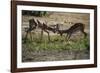 Impala (Aepyceros Melampus) Fighting in the Liwonde National Park, Malawi, Africa-Michael Runkel-Framed Photographic Print
