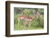 Impala (Aepyceros Melampus) Herd with Young Male Feeding-Ann and Steve Toon-Framed Photographic Print