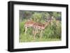 Impala (Aepyceros Melampus) Herd with Young Male Feeding-Ann and Steve Toon-Framed Photographic Print