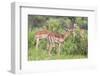 Impala (Aepyceros Melampus) Herd with Young Male Feeding-Ann and Steve Toon-Framed Photographic Print