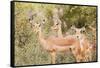 Impala (Aepyceros melampus), Kruger National Park, South Africa, Africa-Christian Kober-Framed Stretched Canvas