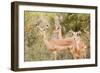 Impala (Aepyceros melampus), Kruger National Park, South Africa, Africa-Christian Kober-Framed Photographic Print