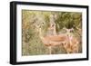 Impala (Aepyceros melampus), Kruger National Park, South Africa, Africa-Christian Kober-Framed Photographic Print