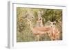 Impala (Aepyceros melampus), Kruger National Park, South Africa, Africa-Christian Kober-Framed Photographic Print