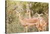 Impala (Aepyceros melampus), Kruger National Park, South Africa, Africa-Christian Kober-Stretched Canvas