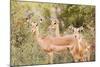 Impala (Aepyceros melampus), Kruger National Park, South Africa, Africa-Christian Kober-Mounted Photographic Print