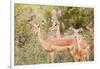 Impala (Aepyceros melampus), Kruger National Park, South Africa, Africa-Christian Kober-Framed Photographic Print