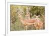 Impala (Aepyceros melampus), Kruger National Park, South Africa, Africa-Christian Kober-Framed Photographic Print