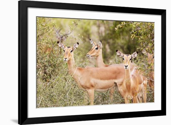 Impala (Aepyceros melampus), Kruger National Park, South Africa, Africa-Christian Kober-Framed Photographic Print