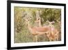 Impala (Aepyceros melampus), Kruger National Park, South Africa, Africa-Christian Kober-Framed Photographic Print