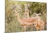 Impala (Aepyceros melampus), Kruger National Park, South Africa, Africa-Christian Kober-Mounted Photographic Print