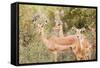 Impala (Aepyceros melampus), Kruger National Park, South Africa, Africa-Christian Kober-Framed Stretched Canvas