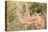 Impala (Aepyceros melampus), Kruger National Park, South Africa, Africa-Christian Kober-Stretched Canvas