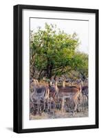 Impala (Aepyceros melampus), Kruger National Park, South Africa, Africa-Christian Kober-Framed Photographic Print