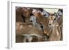 Impala (Aepyceros Melampus), Lake Nakuru National Park, Kenya, East Africa, Africa-Sergio Pitamitz-Framed Photographic Print