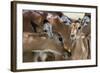 Impala (Aepyceros Melampus), Lake Nakuru National Park, Kenya, East Africa, Africa-Sergio Pitamitz-Framed Photographic Print