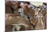 Impala (Aepyceros Melampus), Lake Nakuru National Park, Kenya, East Africa, Africa-Sergio Pitamitz-Mounted Photographic Print