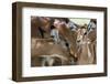 Impala (Aepyceros Melampus), Lake Nakuru National Park, Kenya, East Africa, Africa-Sergio Pitamitz-Framed Photographic Print