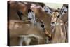 Impala (Aepyceros Melampus), Lake Nakuru National Park, Kenya, East Africa, Africa-Sergio Pitamitz-Stretched Canvas