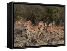 Impala (Aepyceros Melampus), Masai Mara, Kenya, East Africa, Africa-Sergio Pitamitz-Framed Stretched Canvas